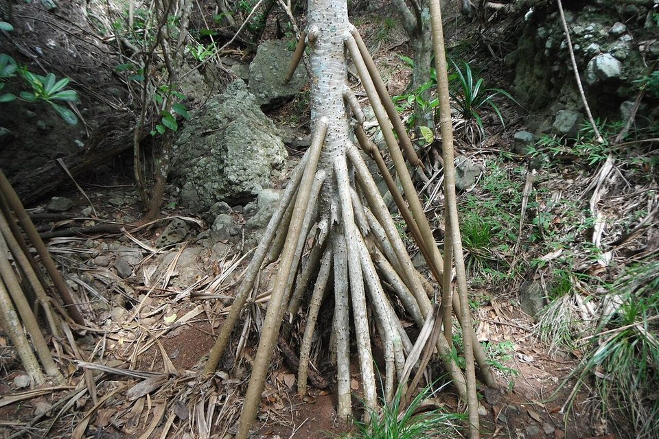 A pale tree trunk propped on a fan of straight stilt roots in a dry forest