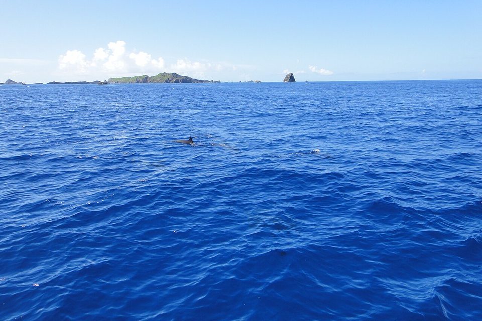 A dolphin's dorsal fin breaks the surface of deep-blue water with a green island and a rock stack far behind