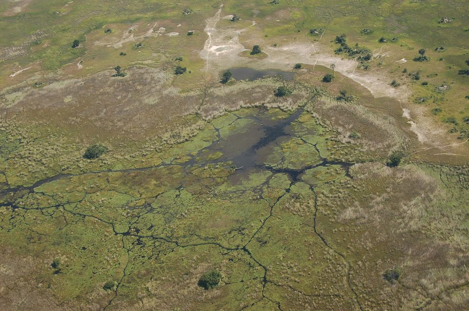 From above, a web of thin dark water channels through green reed beds, a pool at centre and single trees dotted on raised ground