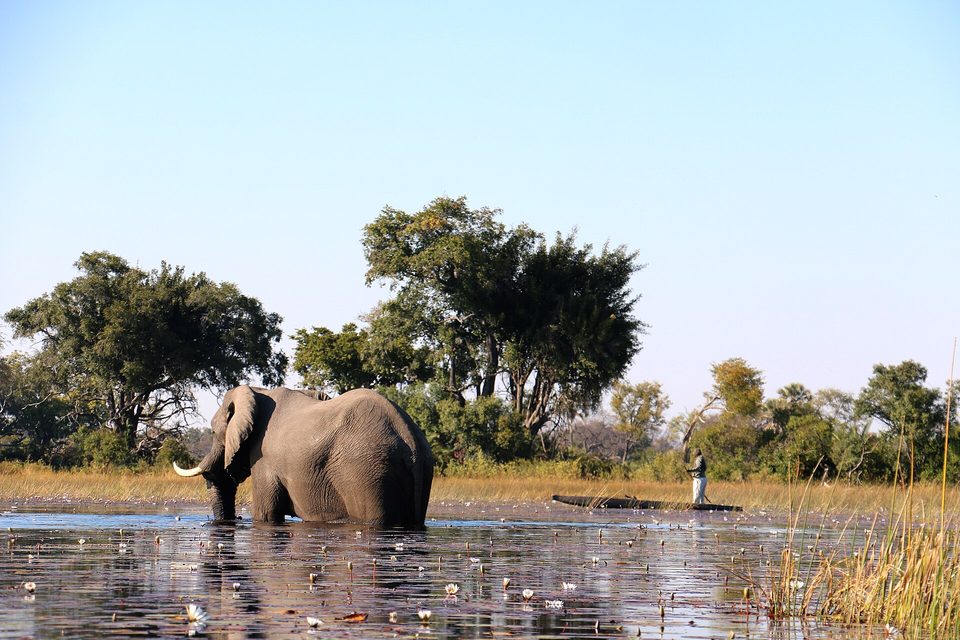 An elephant standing knee-deep among water lilies, and beyond it a guide poling a dugout canoe across the shallows