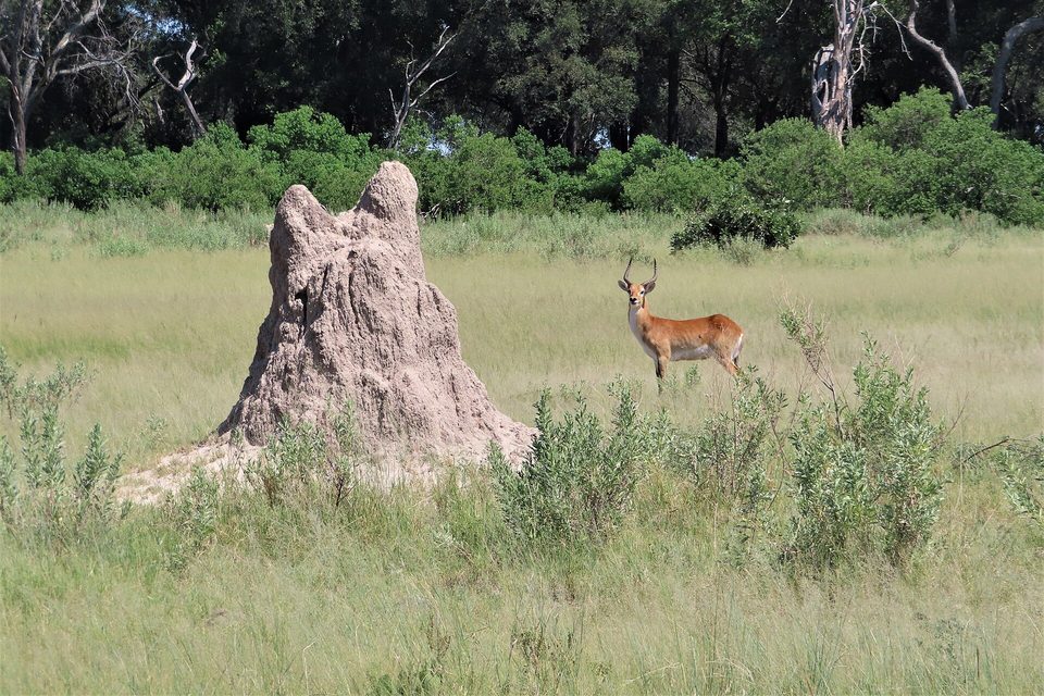 A tall pale earthen termite mound in green grass, a red-brown antelope with curved horns standing beside it, trees behind
