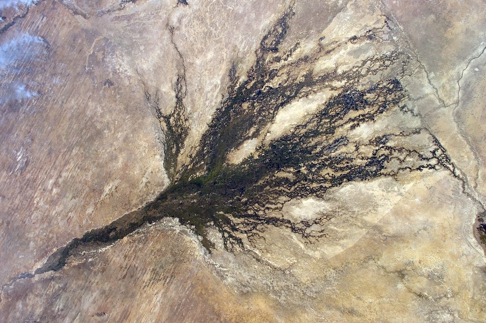 From orbit, a dark fan of branching wetland spreading across pale desert from a single narrow river channel