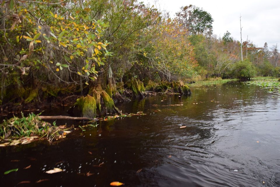 A dark, tea-coloured channel runs past a bank of autumn-coloured shrubs and moss-covered stumps, bare snags and a pale sky in the distance