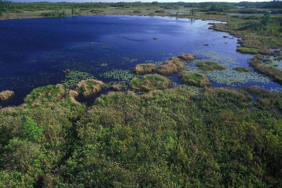 Deep-blue open water dotted with lily pads and grassy hummocks gives way to a wide green carpet of shrubs and sedges, a distant tree line on the horizon