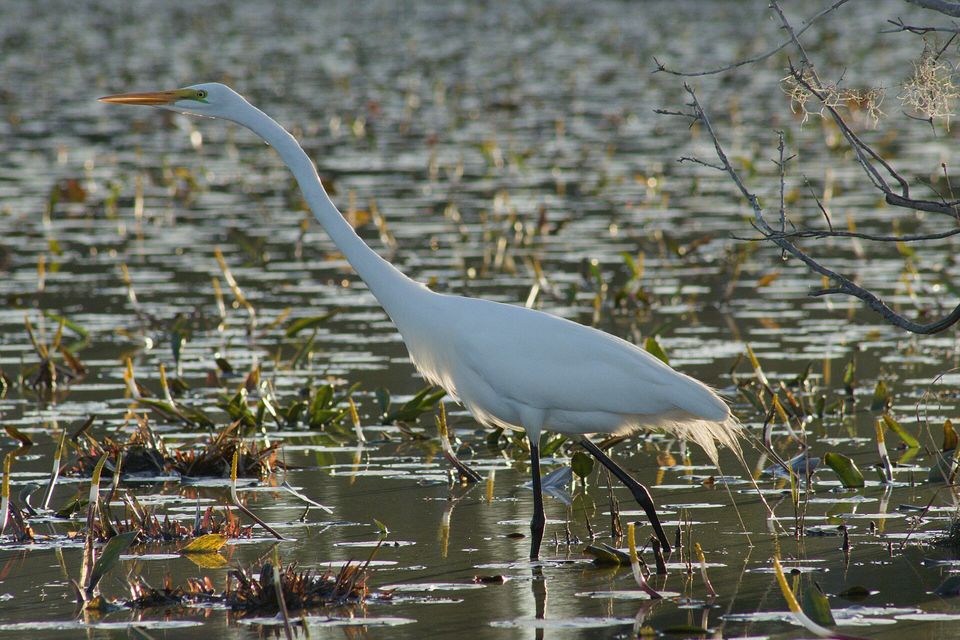 A tall white egret with a yellow bill stalks through shallow, lily-pad-strewn water lit by low sun, a bare branch at upper right