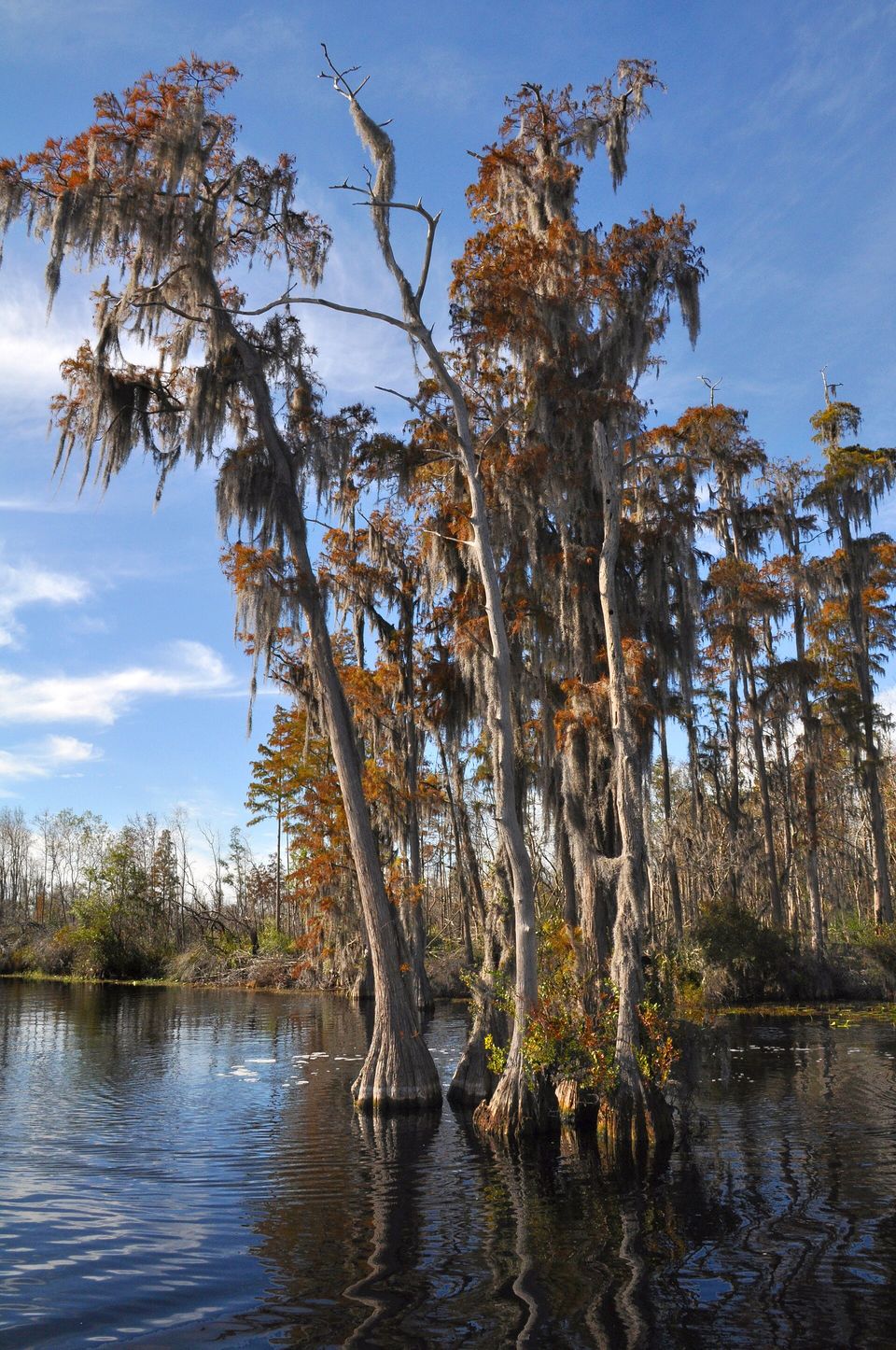 Tall moss-hung cypress trees with rust-orange autumn needles rise from dark, reflective water under a blue sky with thin cloud