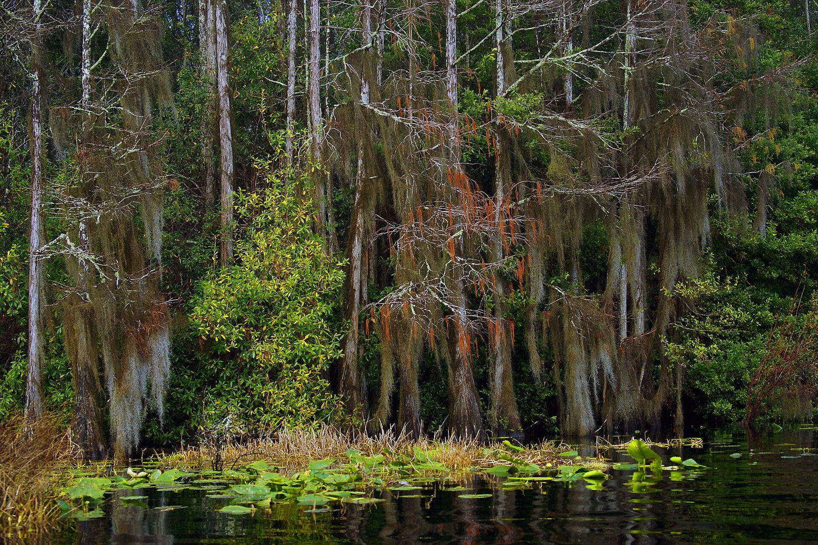 A wall of pond cypress draped in grey Spanish moss, threaded with rust-red seed strands, rises from black water strewn with lily pads, a green shrub glowing at left