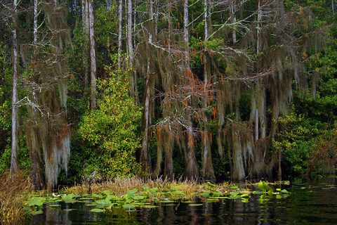 A wall of pond cypress draped in grey Spanish moss, threaded with rust-red seed strands, rises from black water strewn with lily pads, a green shrub glowing at left