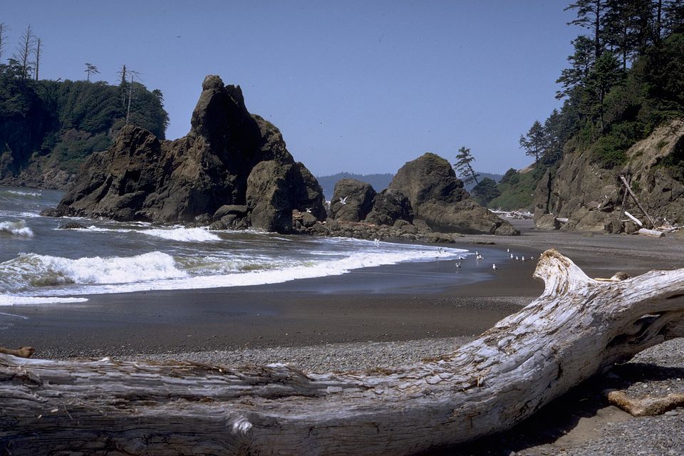 A huge bleached driftwood log on a pebble beach, with surf and dark rock stacks topped by trees beyond