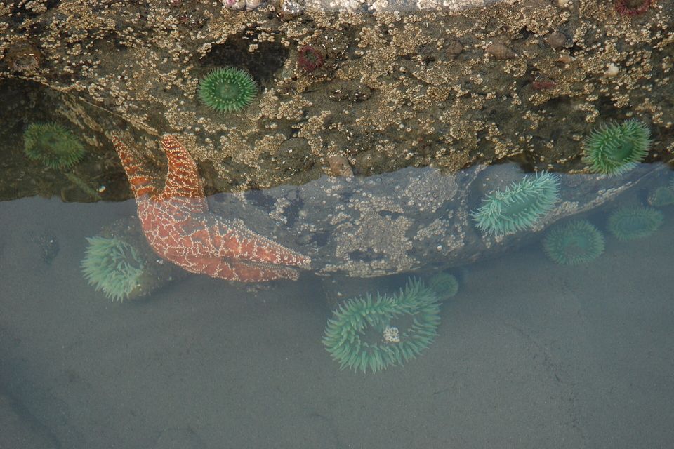 Green sea anemones and an orange sea star clinging to rock under clear shallow water