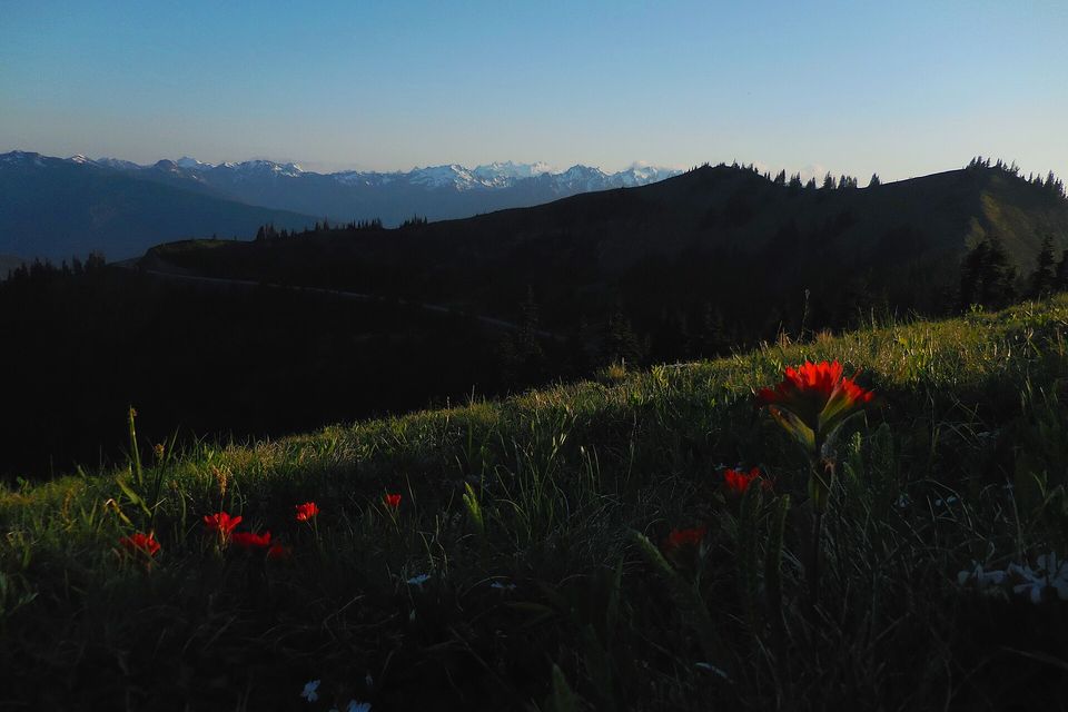 Red wildflowers in a shadowed meadow on a ridge, with a line of snowy mountains under a clear sky