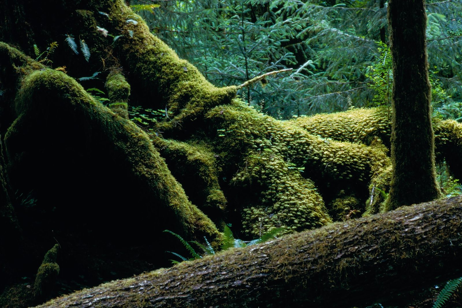 Thick green moss covering fallen logs and the base of tall trees in a dim, green rain forest
