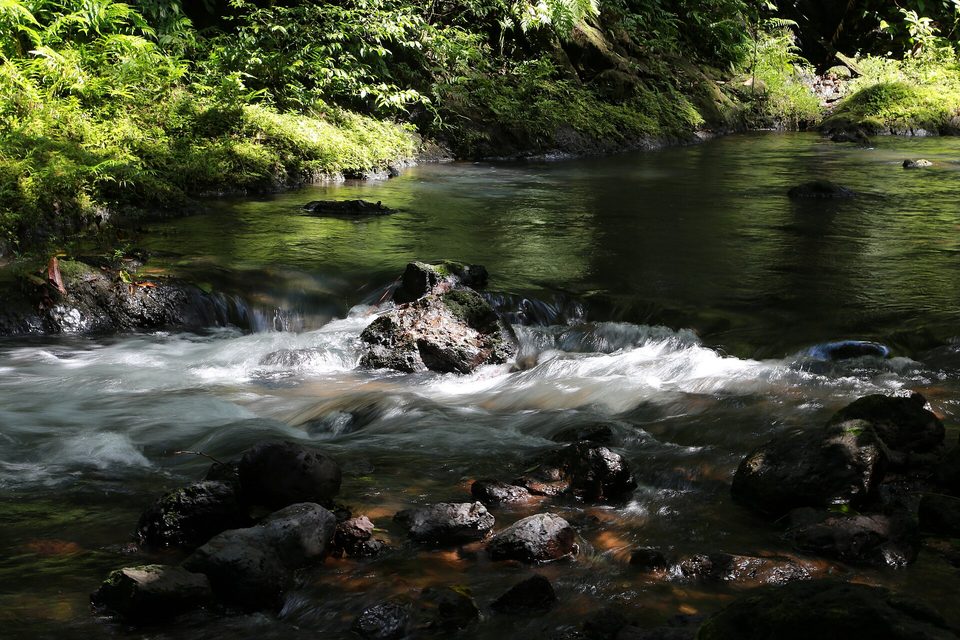 A shallow clear river running through dense green forest in dappled light