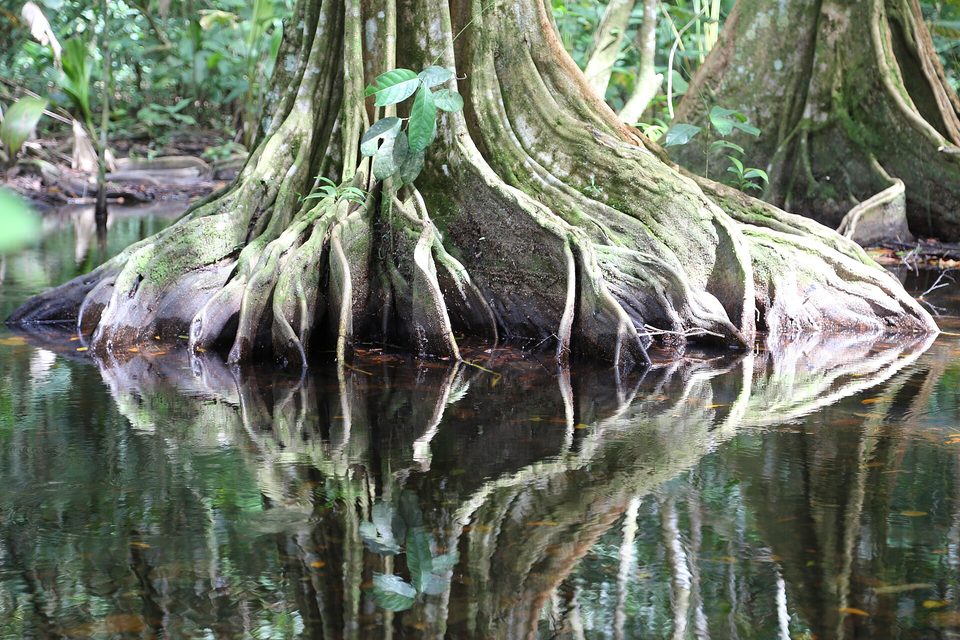 Tall fin-like tree roots reflected in still black water