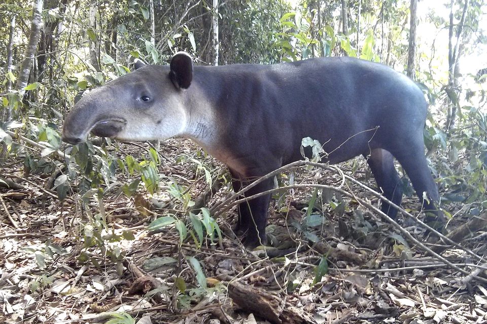 A dark tapir with a long snout walking through forest undergrowth by day