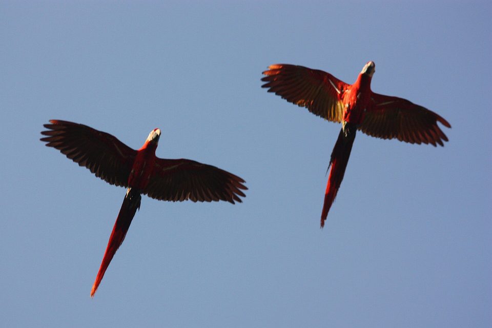 Two red, yellow and blue macaws in flight against blue sky