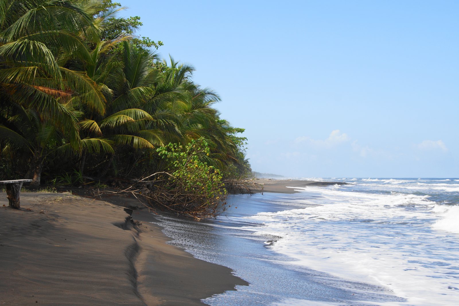 Surf running up a dark sand beach, with unbroken lowland rainforest and leaning coconut palms standing at the top of the beach