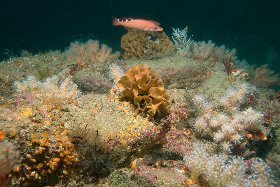 On a rocky seabed crusted with pink and orange life, a ruffled tan sea mat and clumps of white soft coral grow while a pink-and-blue fish swims above
