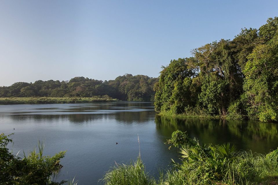 A calm lake under a clear blue sky with a forested headland at the right, a low far shore and tall grass in the foreground