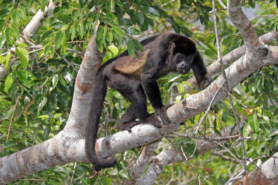 A black monkey with a golden-brown flank walking along a pale branch among green leaves, its long tail hanging down