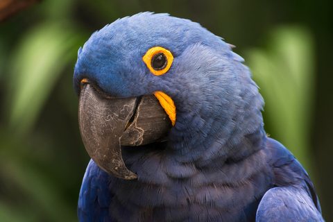 A deep-blue hyacinth macaw with a yellow eye-ring and a heavy black bill, close up