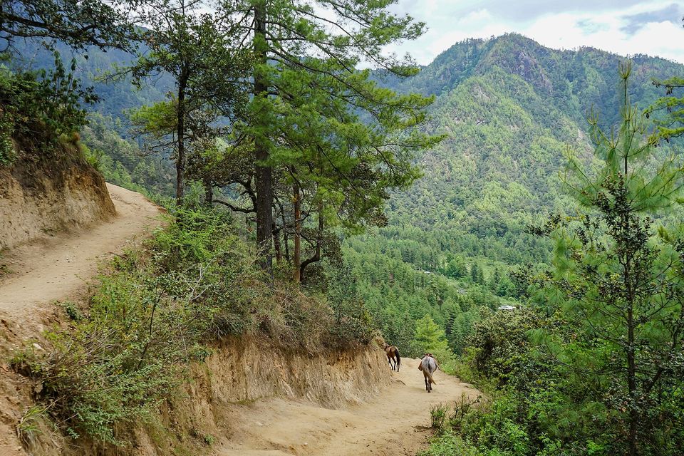 A dirt trail through pines above a green valley, two pack animals far down the path
