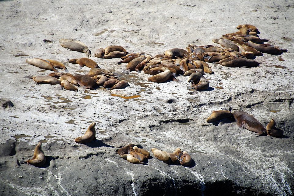 Dozens of brown sea lions resting in groups on a pale rock shelf above the waterline