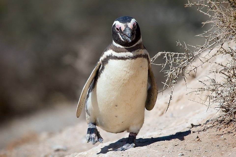 A black-and-white penguin with a pink patch above its eye walking toward the camera on a sandy path beside a dry shrub