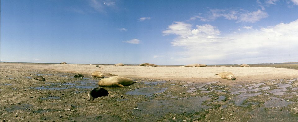A wide flat beach of wet shingle and sand with large grey elephant seals lying scattered across it under a blue sky