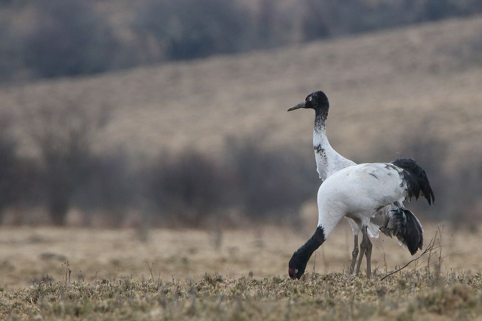 Two grey-white cranes with black necks and red crowns, one bending to feed, on dry winter grass with a soft brown hillside behind