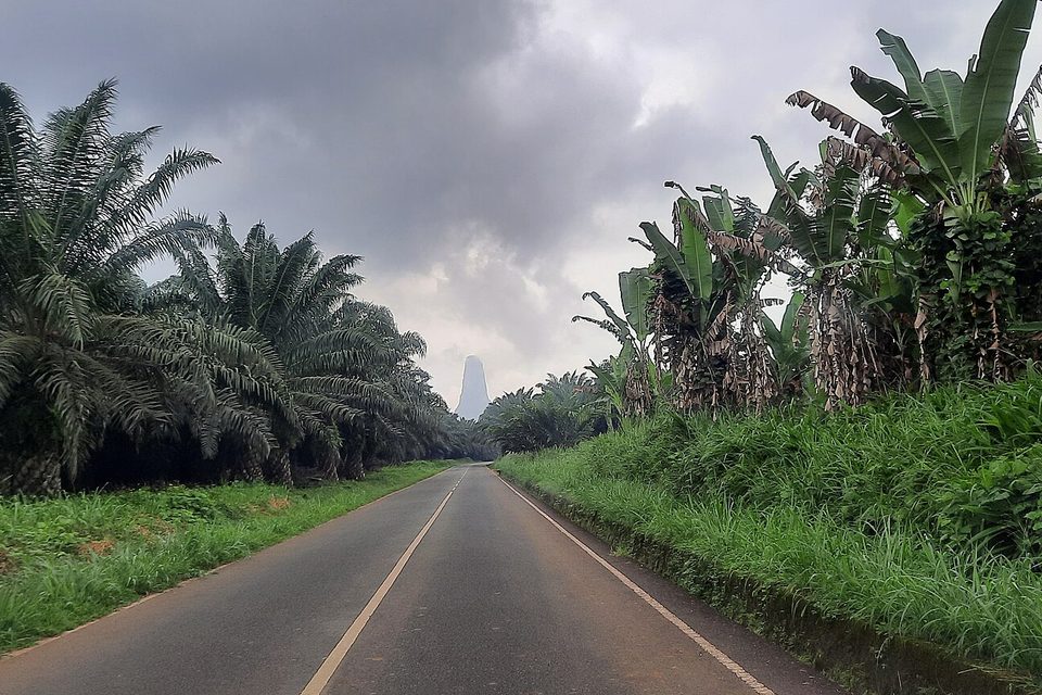 A road between oil palms and banana plants running towards a rock needle at its end