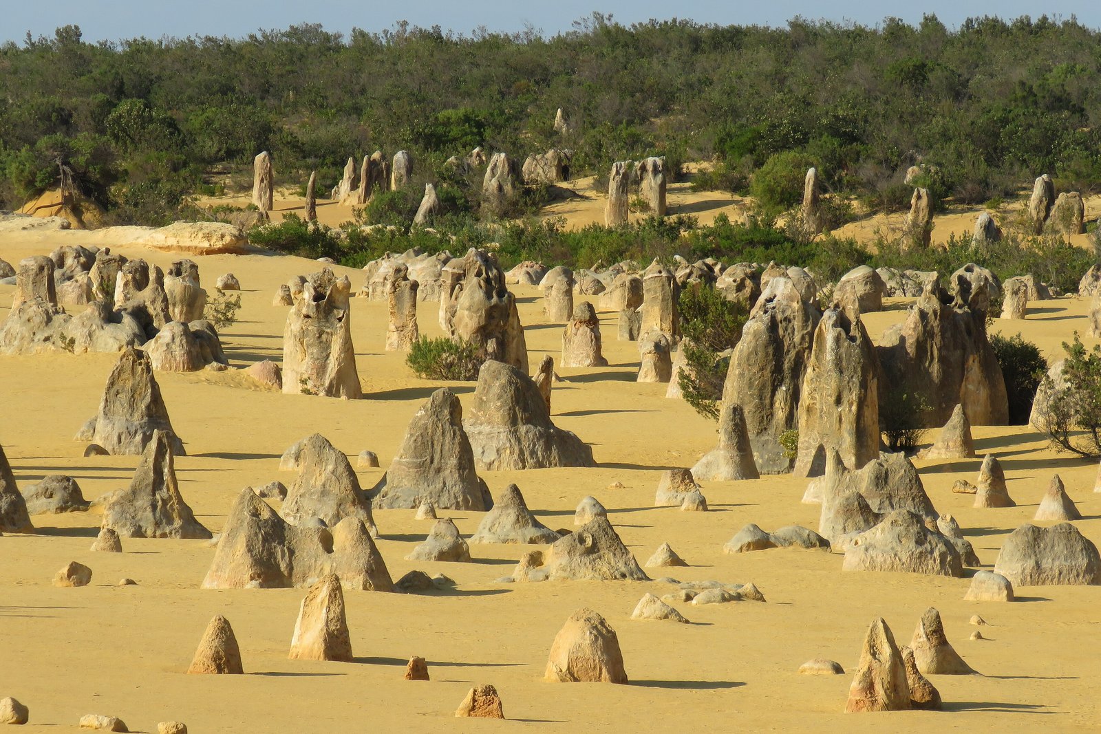 Hundreds of weathered limestone pillars of different sizes standing on pale yellow sand, long shadows falling to the left and coastal heath and a pale sky behind