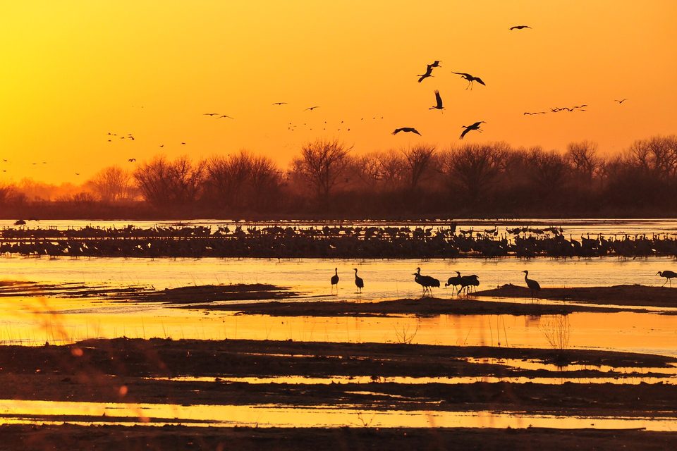 Thousands of sandhill cranes standing on river sandbars at sunset, with more flying in
