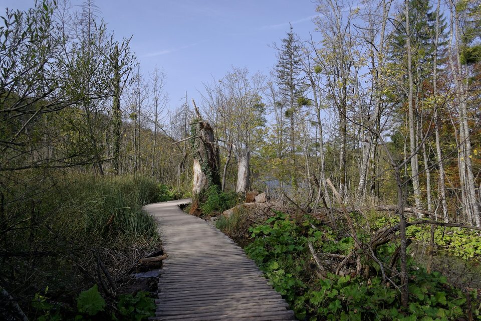 A wooden boardwalk curving through marsh plants and standing dead trunks, with no people on it