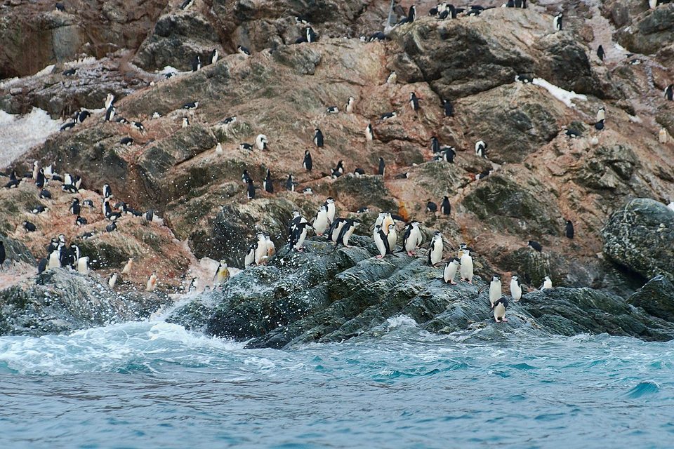 Chinstrap penguins diving from rocks into the water