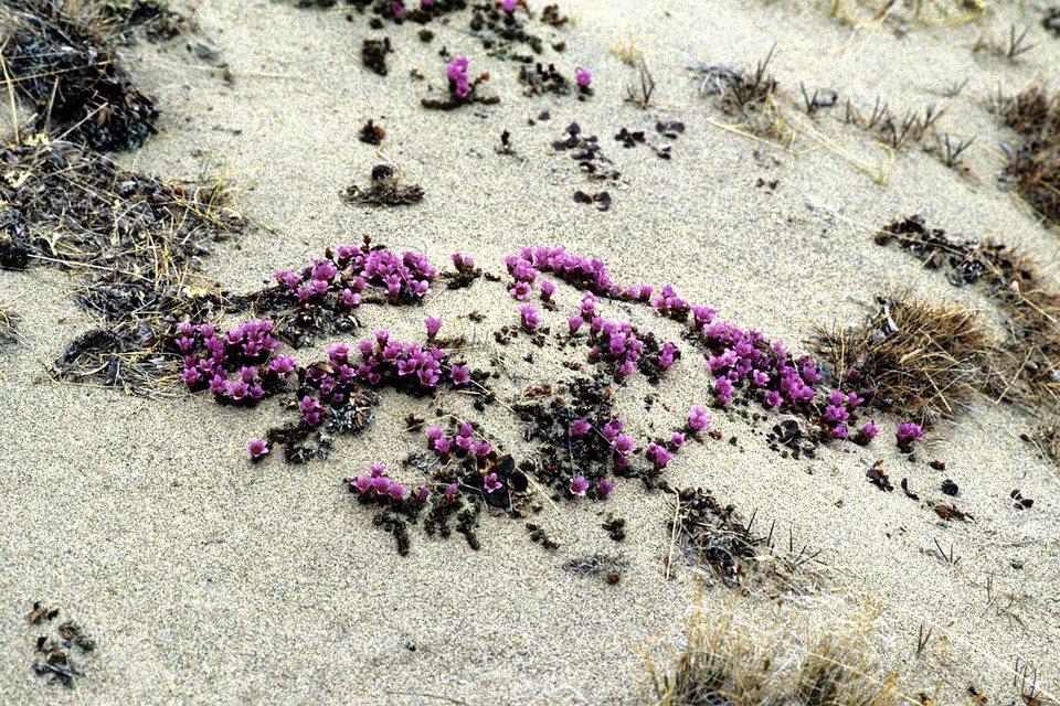 Magenta saxifrage flowers on grey sand