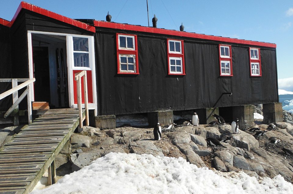 A black wooden hut with red window frames standing on rocks, gentoo penguins nesting under and around it, snow in front