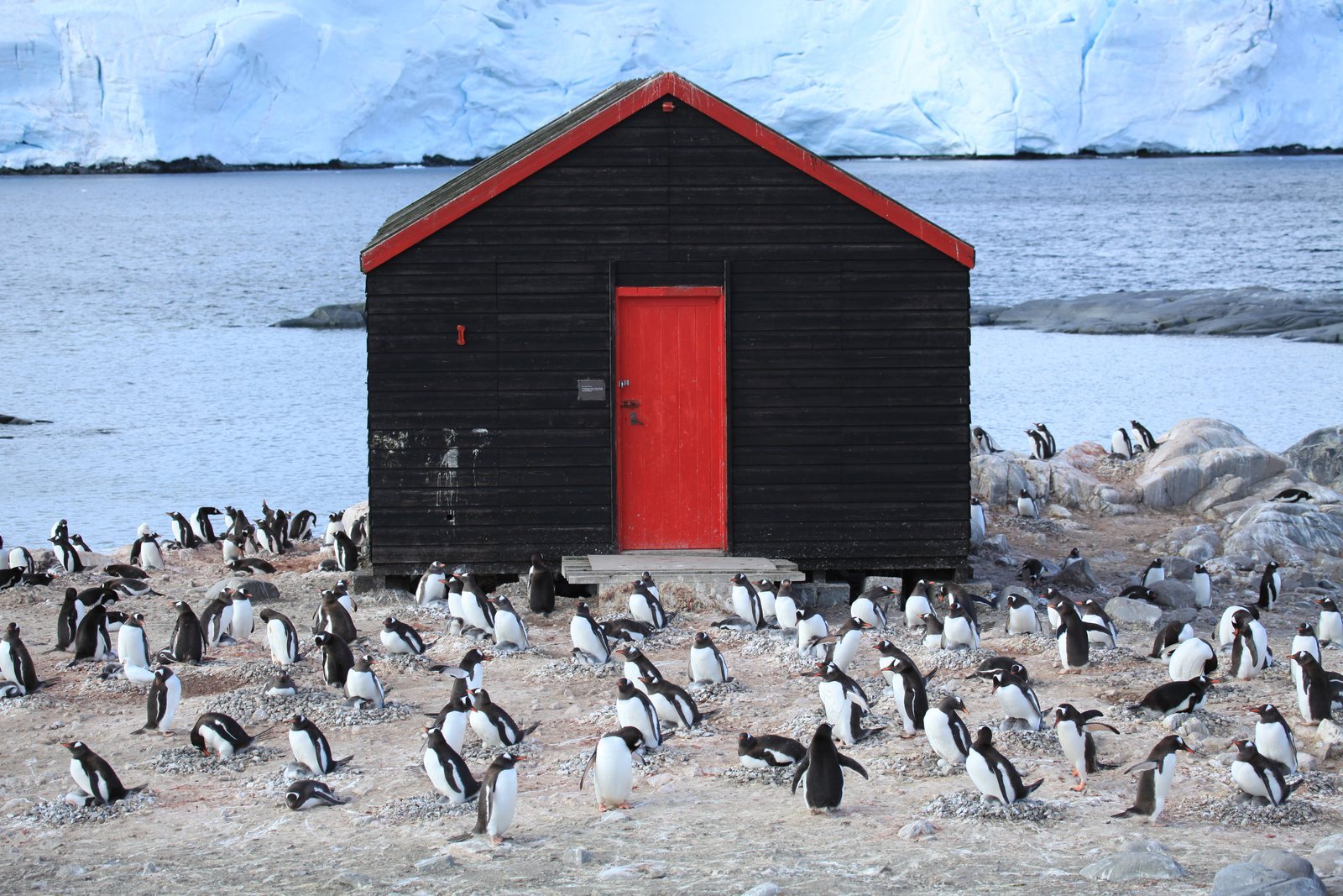 A black timber boathouse with a red door standing on bare rock in the middle of a gentoo penguin colony, white ice cliff behind
