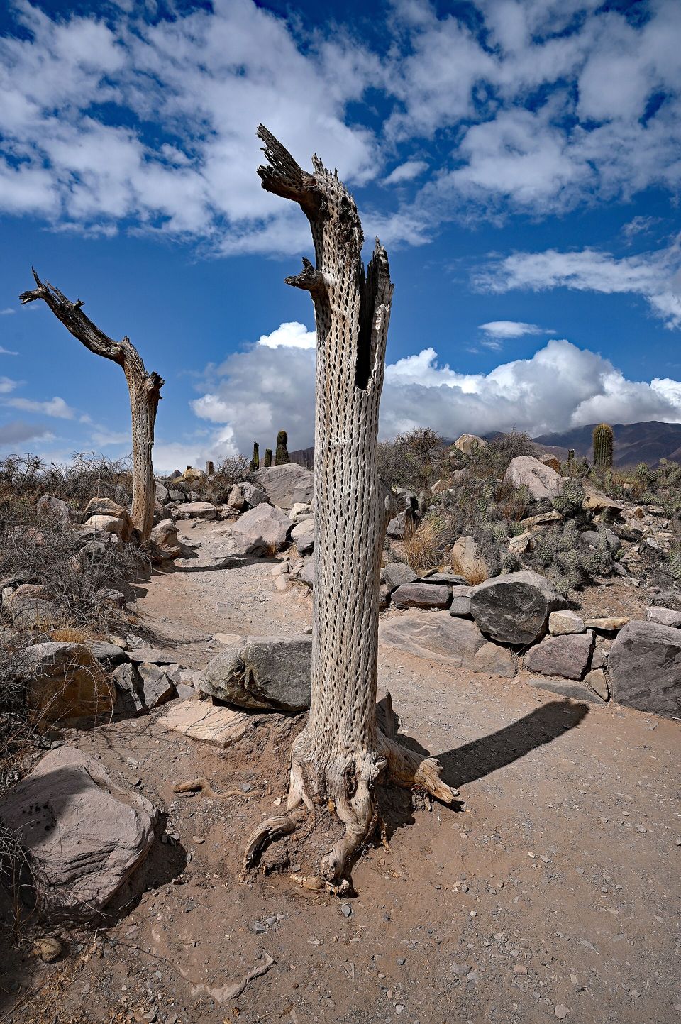 A tall dead cactus trunk, its woody skeleton full of holes, stands beside a stony path among boulders and living cacti under a blue sky with cloud