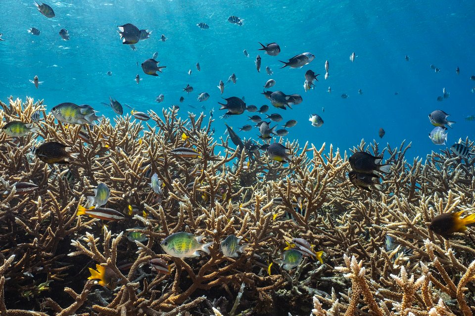 A dense field of branching staghorn coral under clear blue water, crowded with small striped and yellow-tailed reef fish