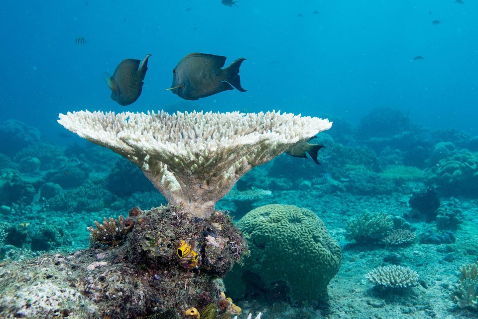 A flat white table coral on a short stalk, with two dark surgeonfish swimming above it and a brain coral beside it