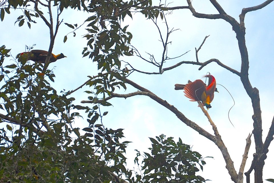 A red bird with long wire-like tail plumes fanned out on a bare branch, a second bird in the leaves to the left