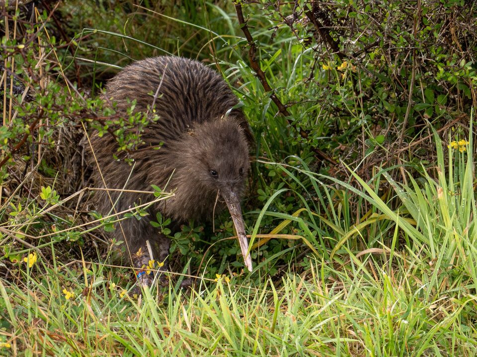 A brown shaggy kiwi with a long pale bill pushing through grass and low shrubs