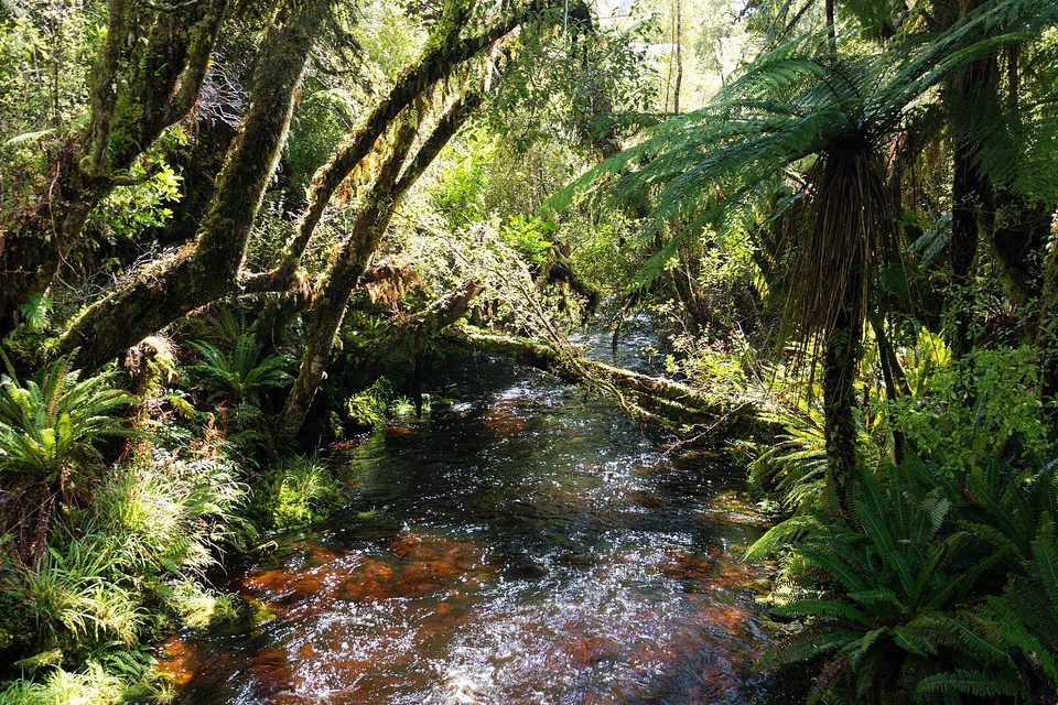A brown stream under tree ferns and dense forest