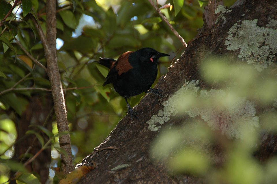 A black bird with a chestnut saddle and red wattle on a lichen-covered trunk