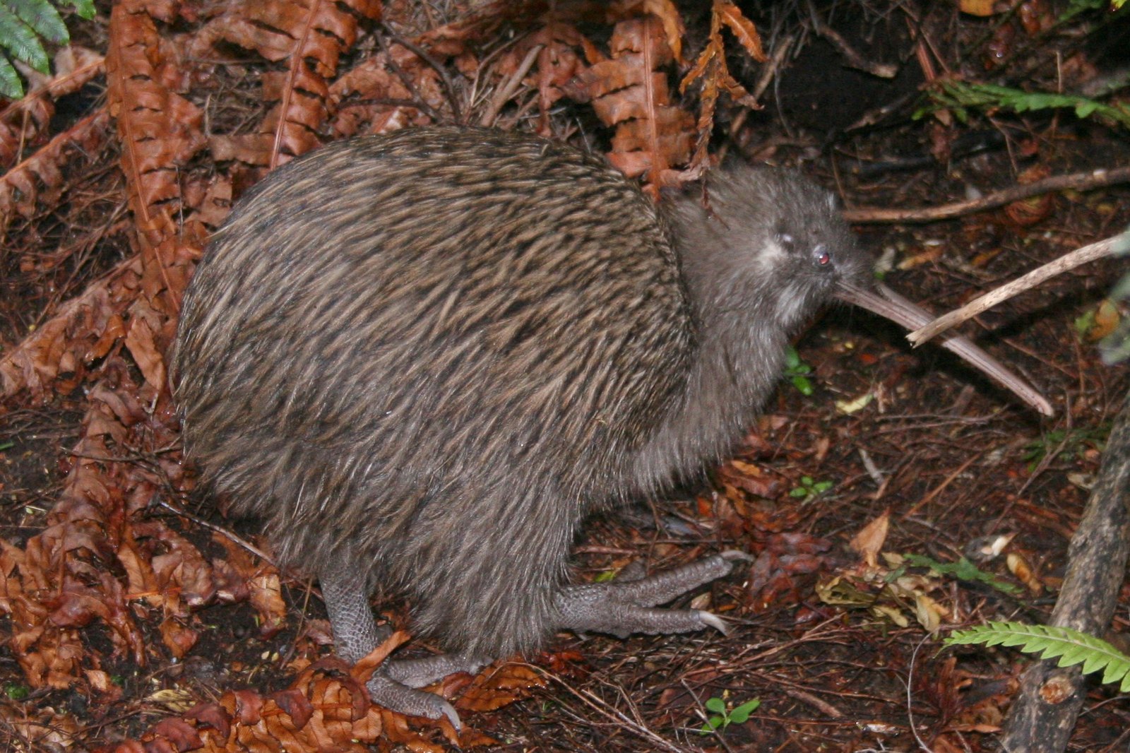 A kiwi in daylight on a forest floor of brown fern fronds and leaf litter, long pale bill lowered, hair-like plumage over a rounded body and heavy grey feet