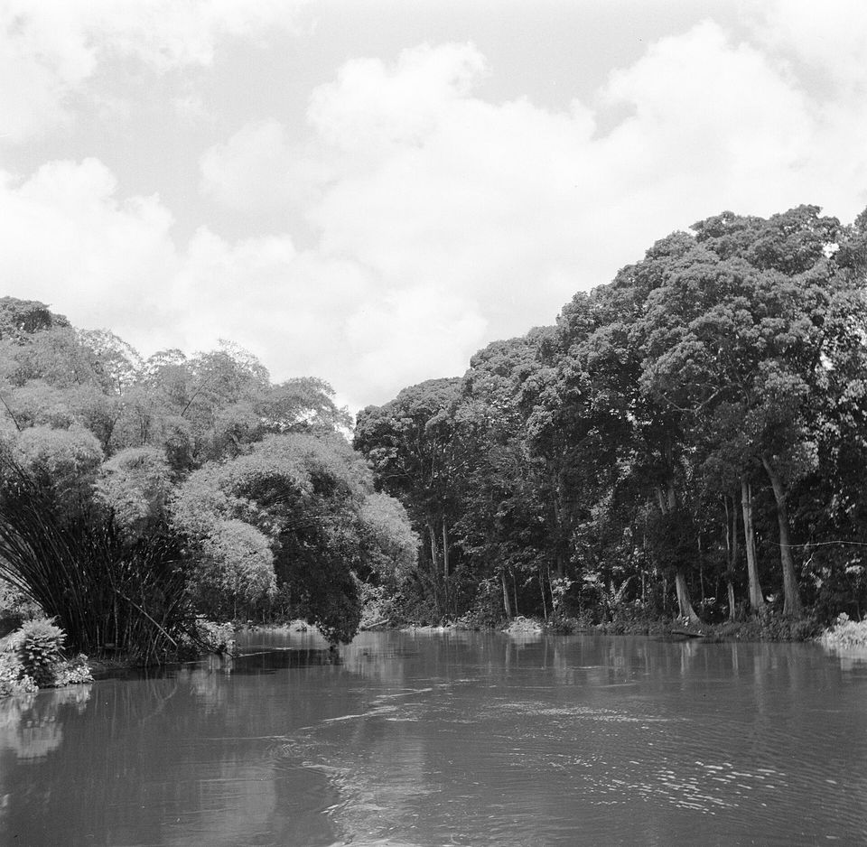 A black-and-white view of a calm, wide river lined with tall rainforest trees and clumps of bamboo under a cumulus sky