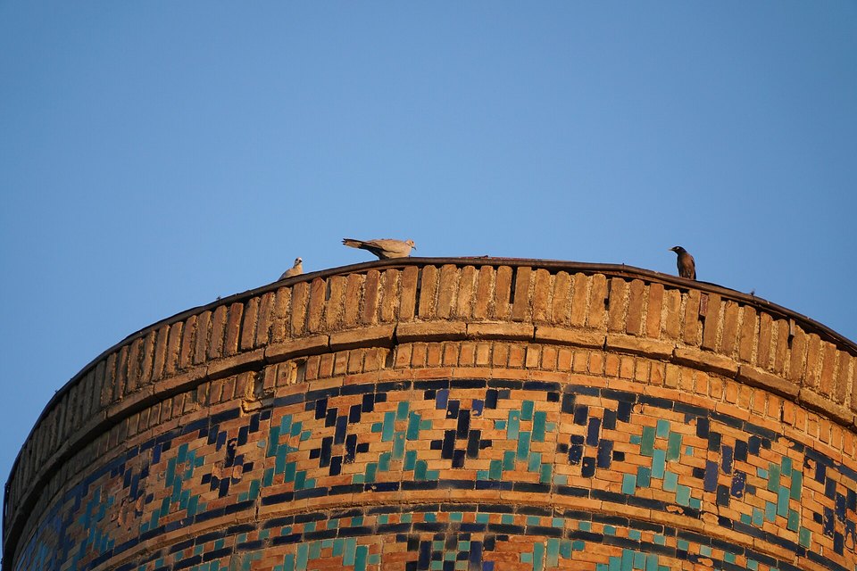 Small birds perched on the brick rim of a tiled tower against a clear blue sky
