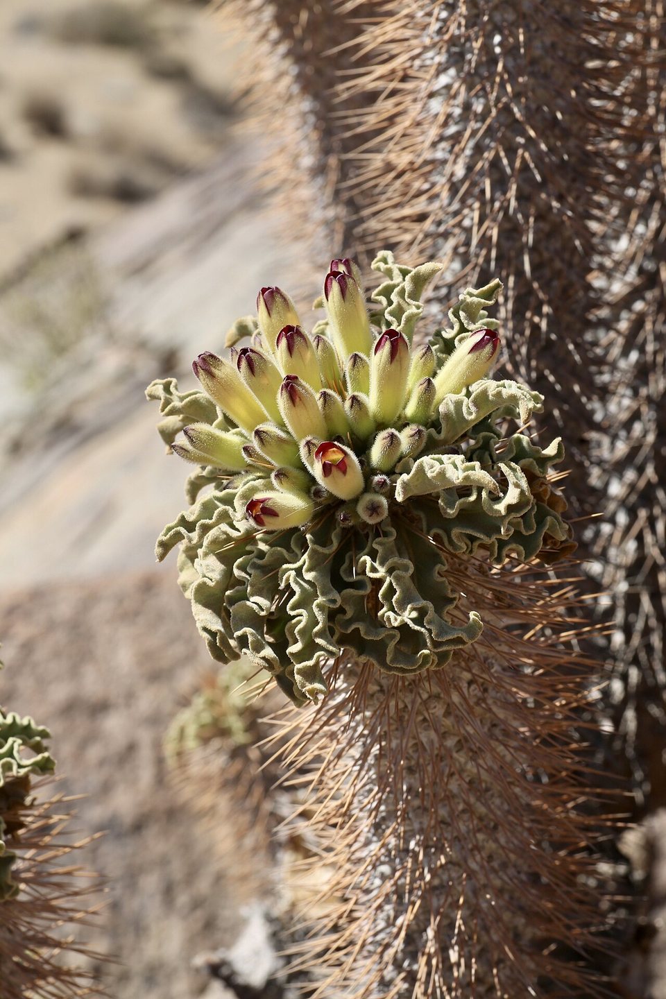 A spiny trunk topped with crinkled grey-green leaves and wine-tipped flowers