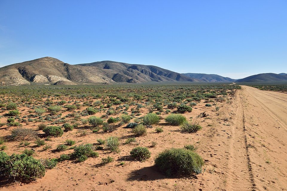 A wide sandy track through round succulents and red sand toward bare hills under a blue sky